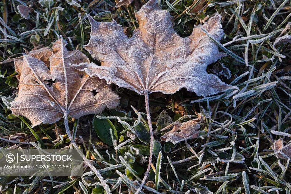 Maple leaves and frosty ground