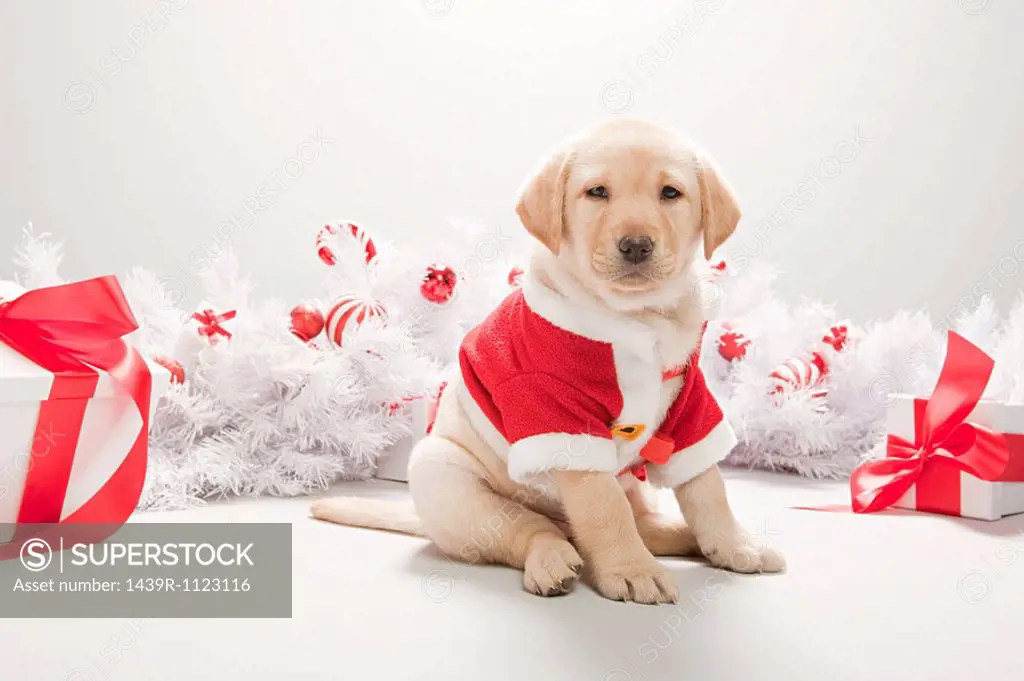 Labrador puppy in christmas costume