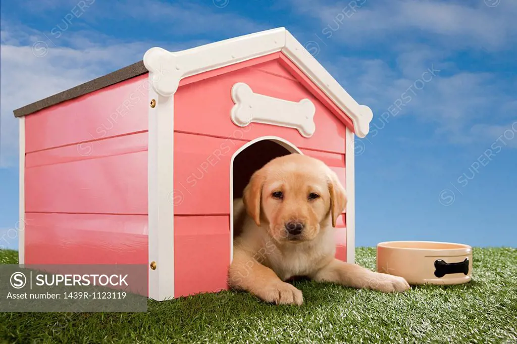 Labrador puppy in kennel