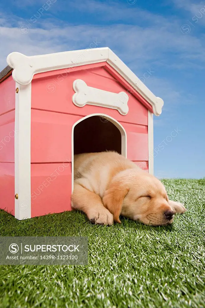 Labrador puppy asleep in kennel