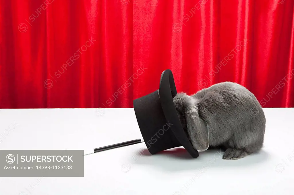 Rabbit with top hat and magic wand