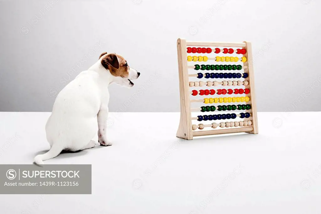 Jack russell puppy with abacus