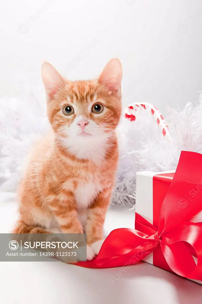 Kitten and christmas gift box