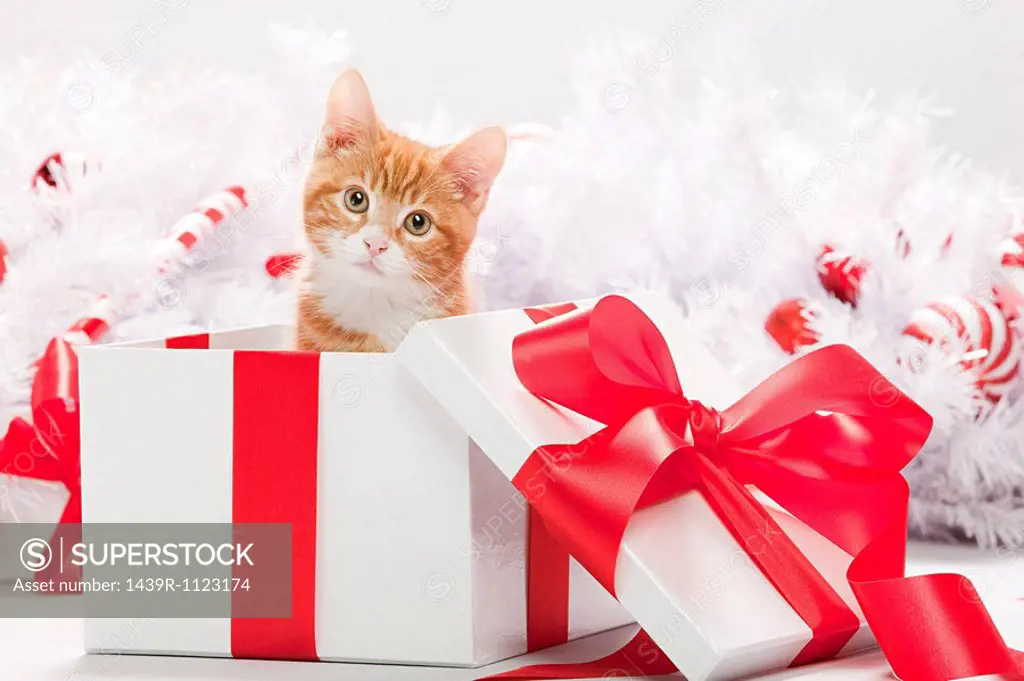 Kitten in christmas gift box