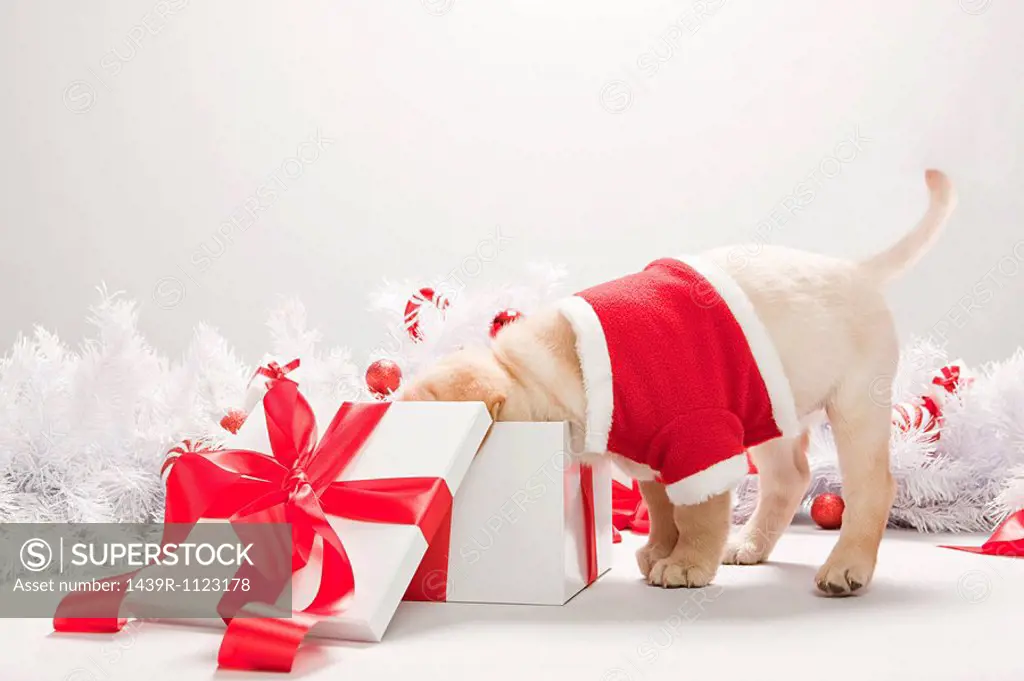 Labrador puppy looking in christmas gift box