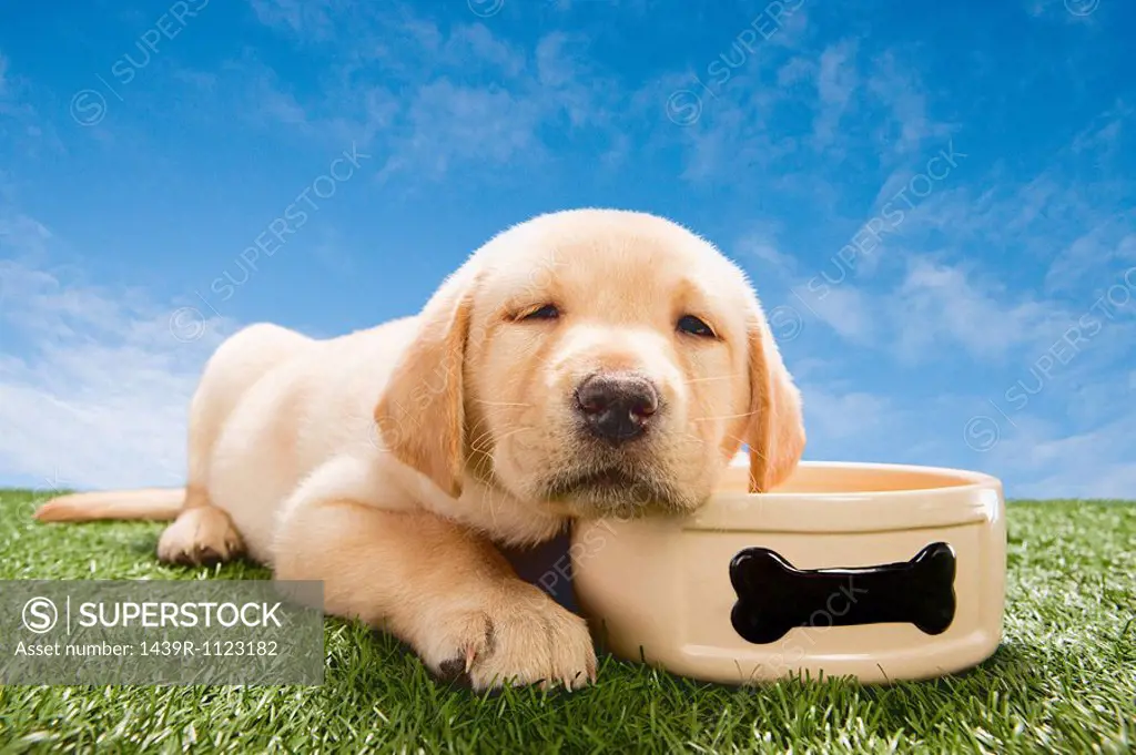 Labrador puppy with dog bowl