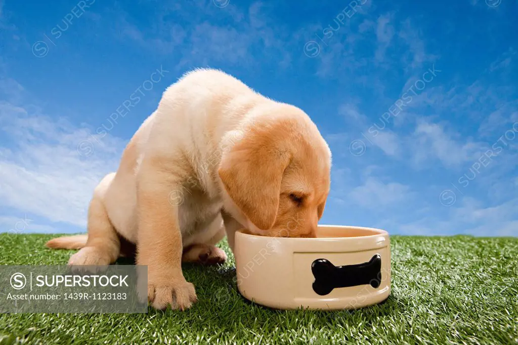 Labrador puppy eating from dog bowl