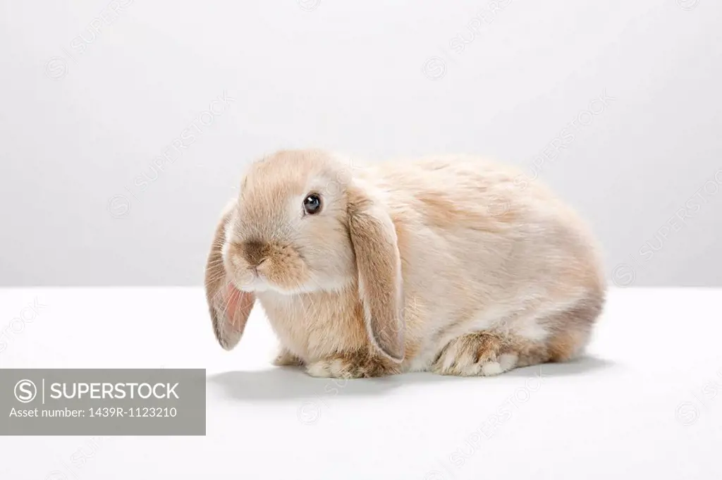 Portrait of a rabbit