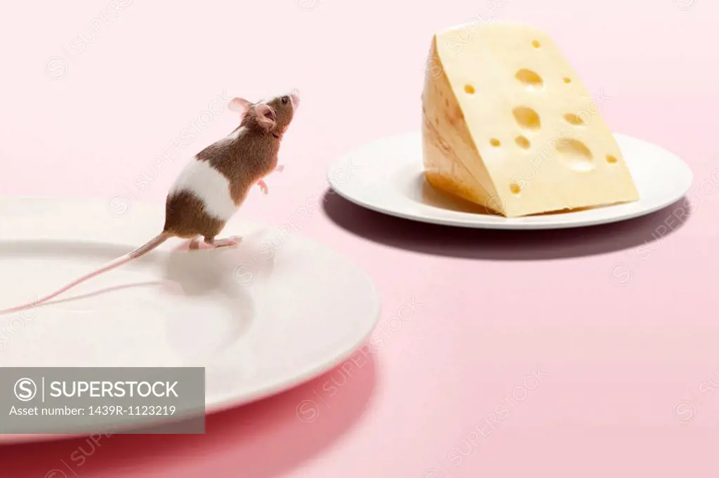 Mouse and cheese on plate