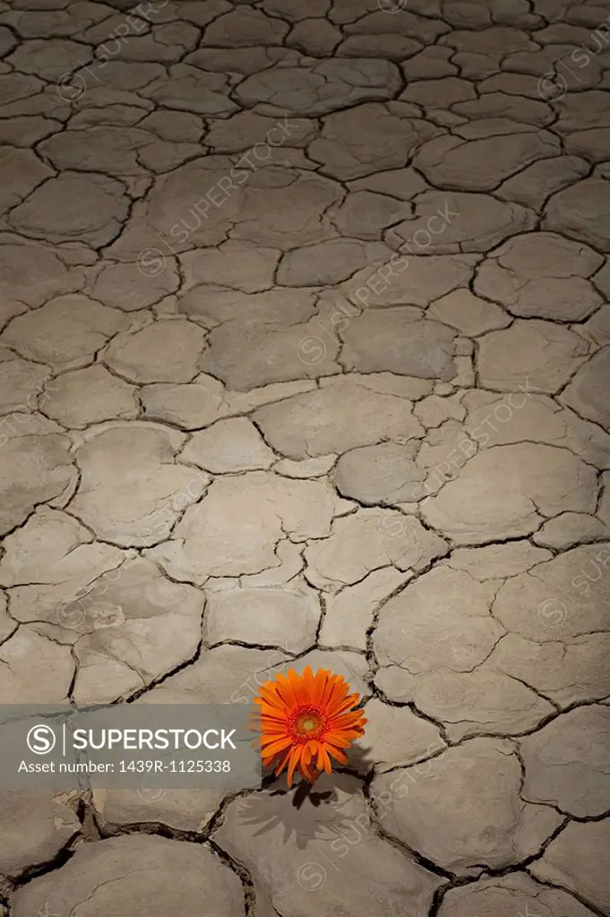 Flower growing in desert landscape