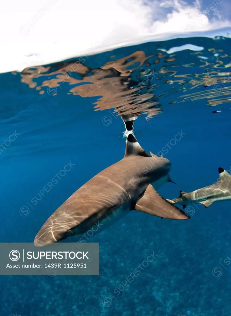 Blacktip reef shark.