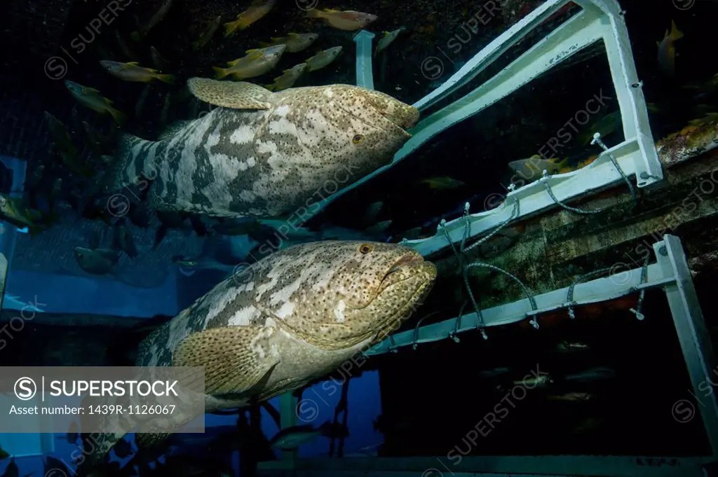 Goliath grouper with reflection.