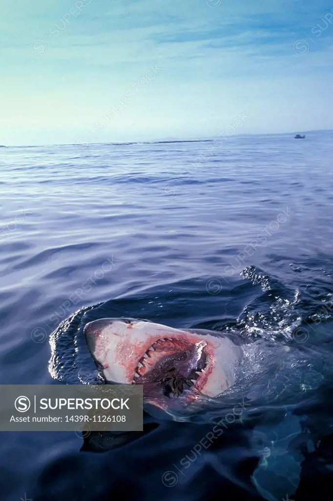 Great white shark.