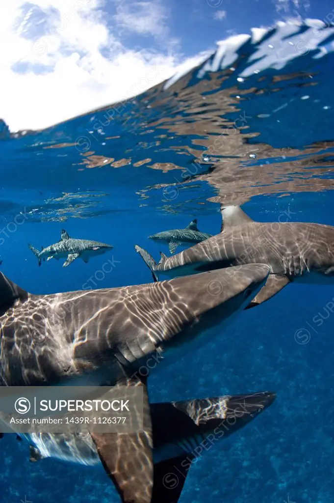 Blacktip reef sharks at surface.