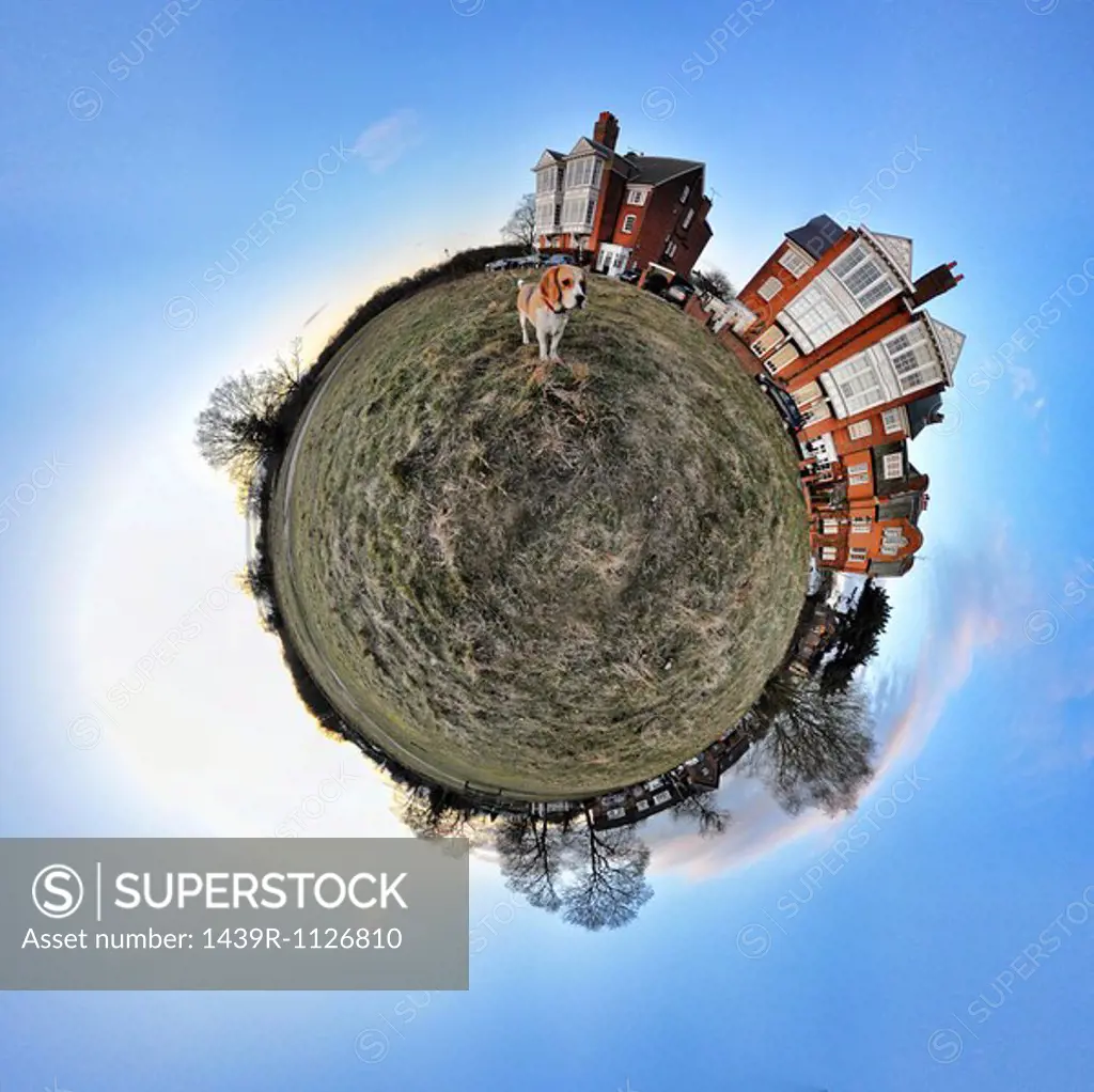 Beagle and houses with little planet effect