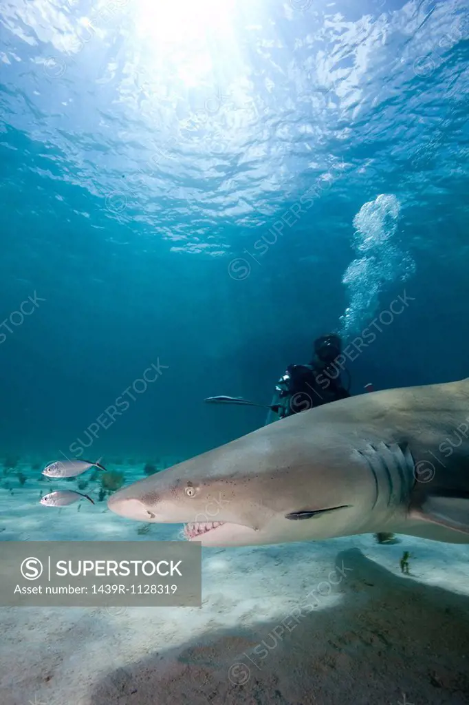 Diver and Lemon Shark