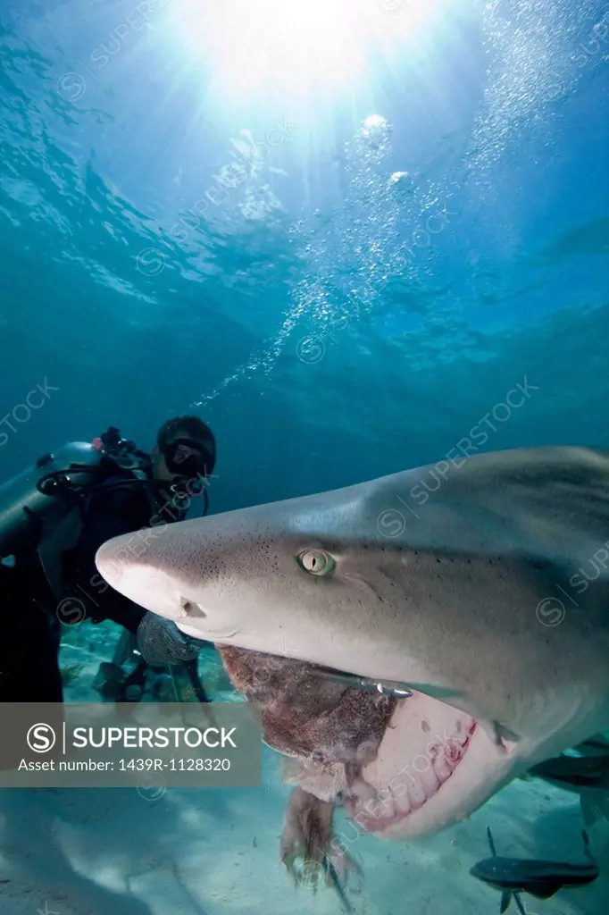 Diver feeds Lemon Shark