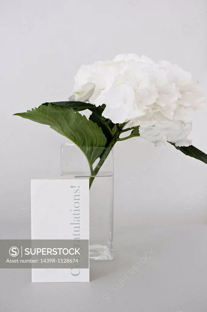Flower and a congratulations card