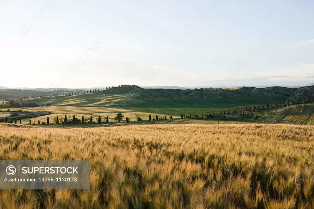 Barley field in evening light near Siena, Tuscany, Italy