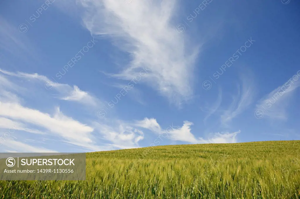 Wheat field near Siena, Italy
