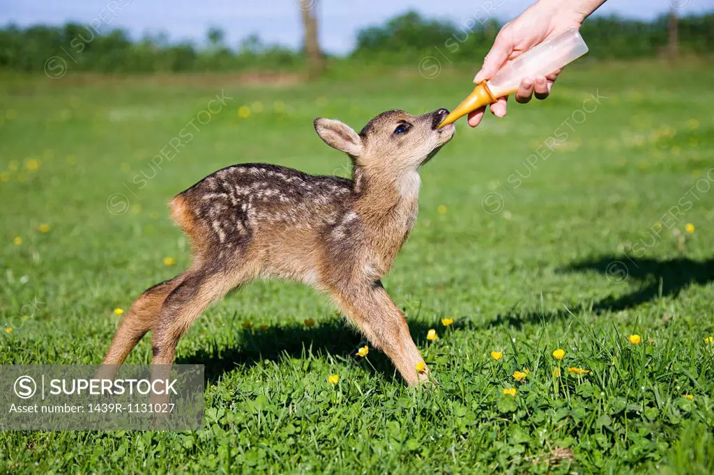 Cute fawn standing on grass being fed milk in bottle
