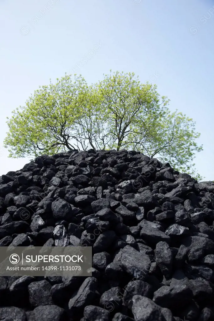 Pile of coal and tree