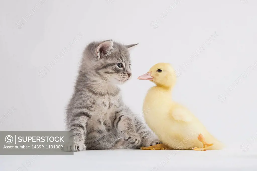 Kitten and duckling face to face, studio shot