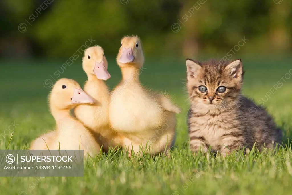 Three ducklings and kitten on grass