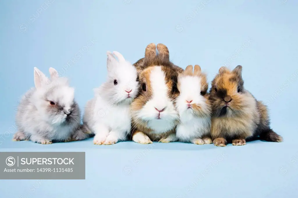 Five rabbits, studio shot