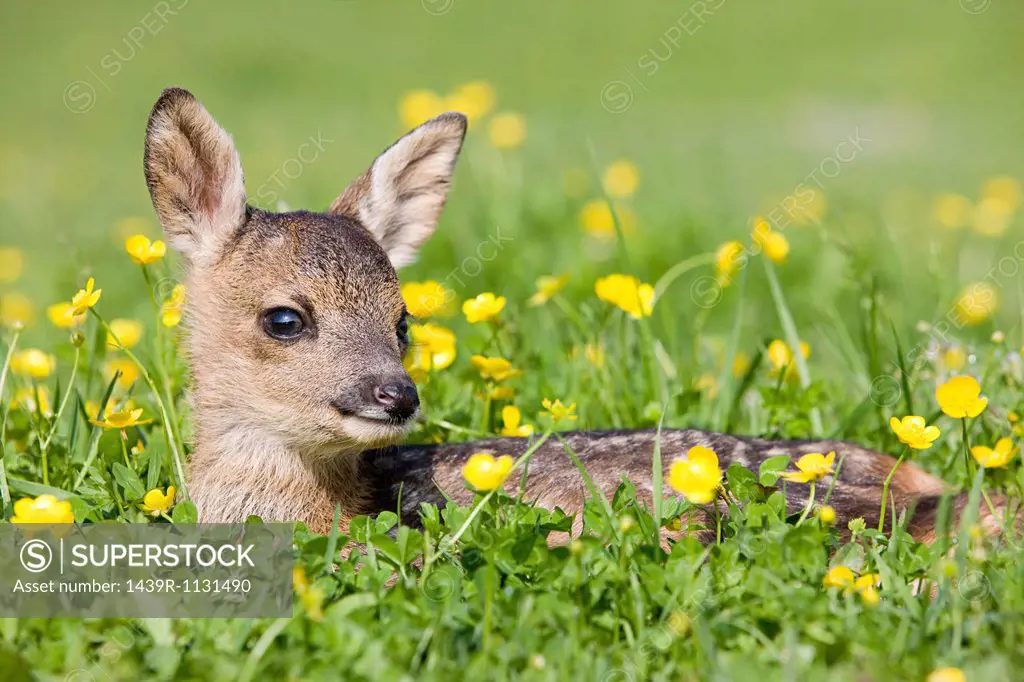 Cute fawn sitting on grass