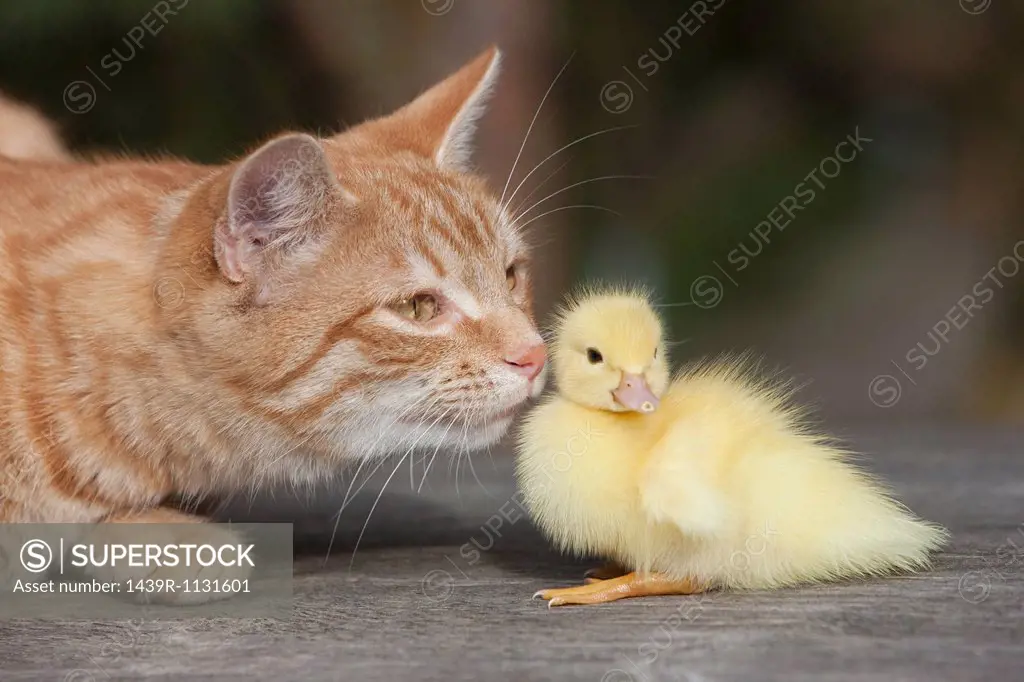 Ginger cat and duckling