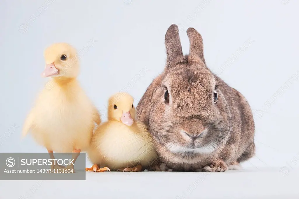 Two ducklings and rabbit, studio shot