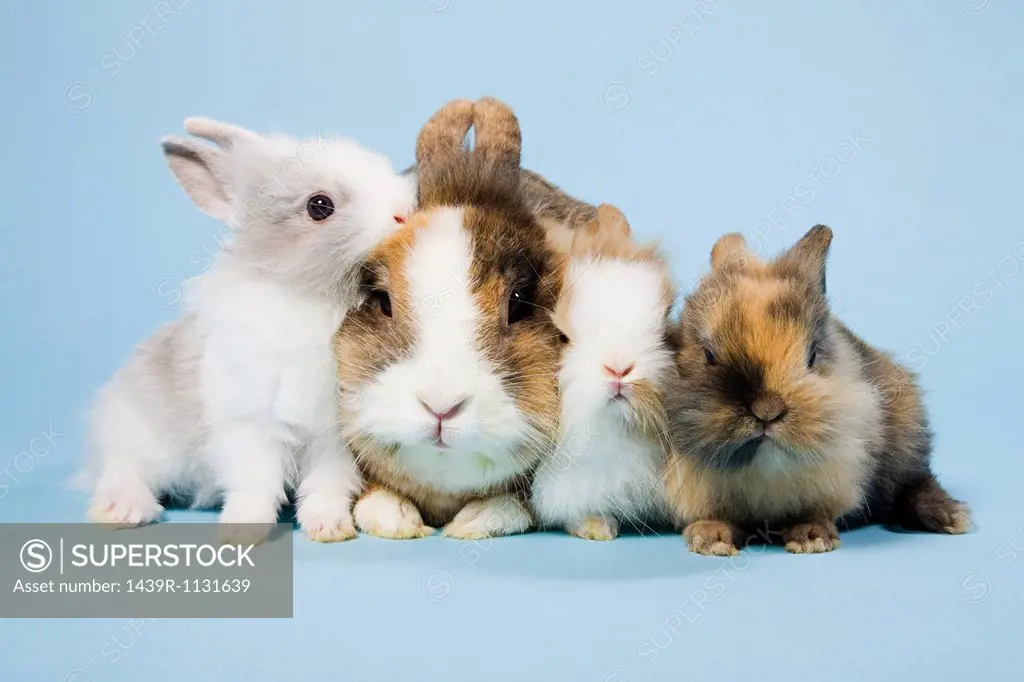Four rabbits, studio shot