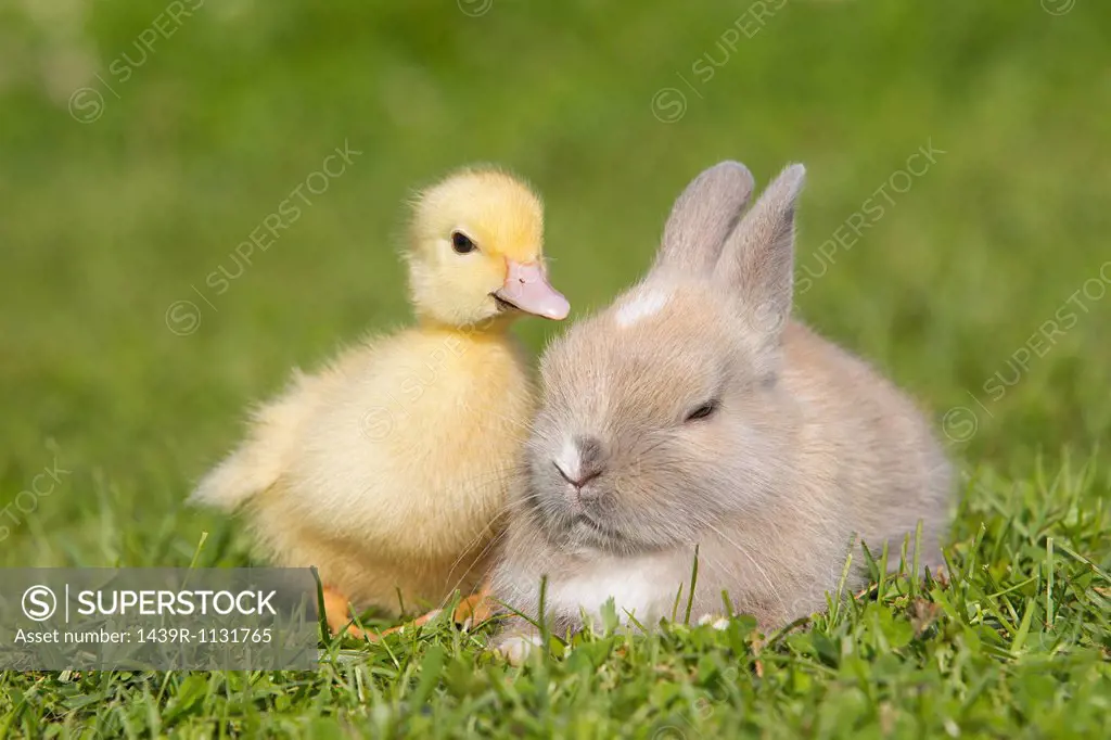 Rabbit and duckling on grass