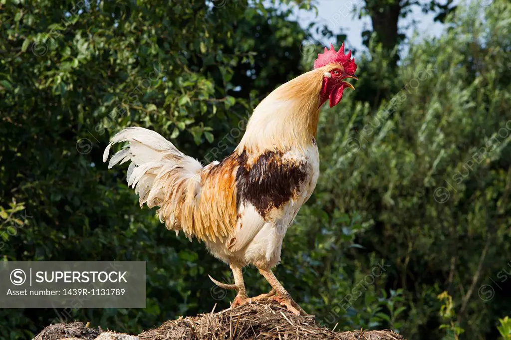 One rooster standing