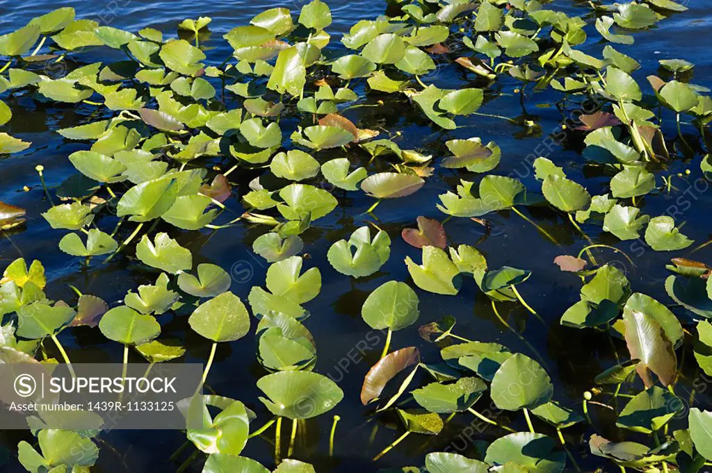 Leaves on water of florida everglades