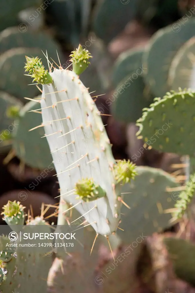 Cactus, close up