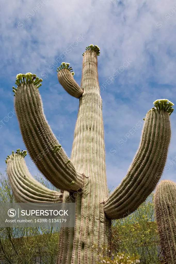 Cactus, low angle view