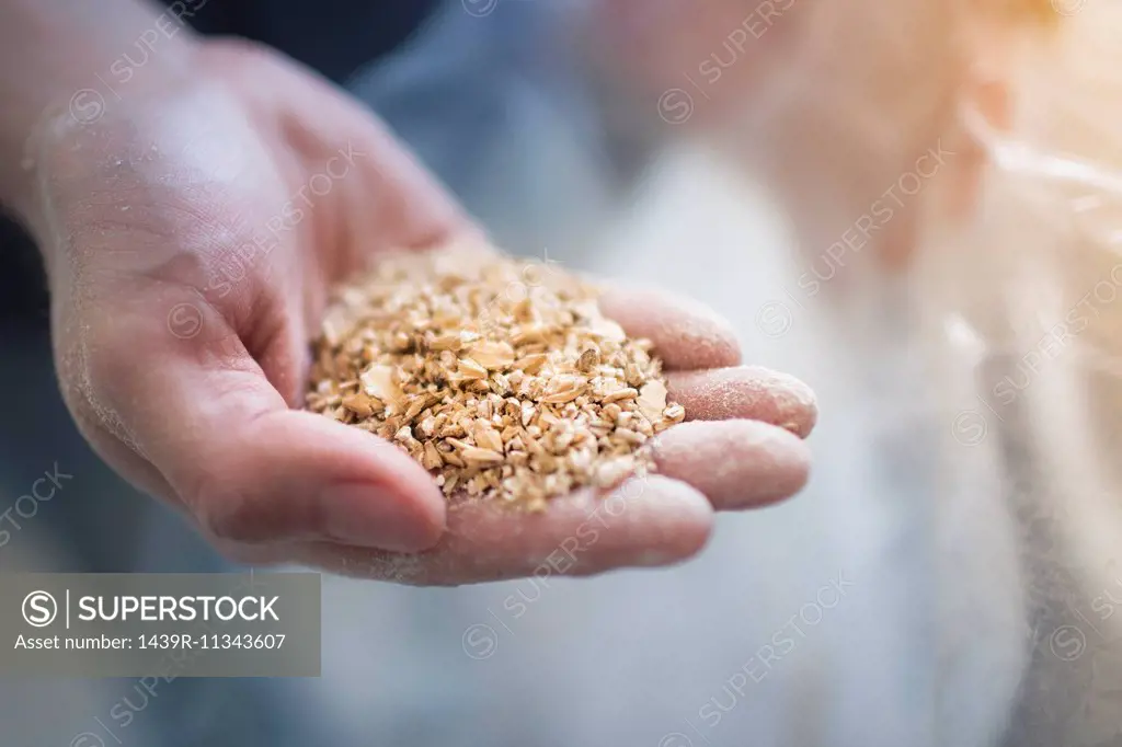 Close up of male hand holding two row grain for home brew beer