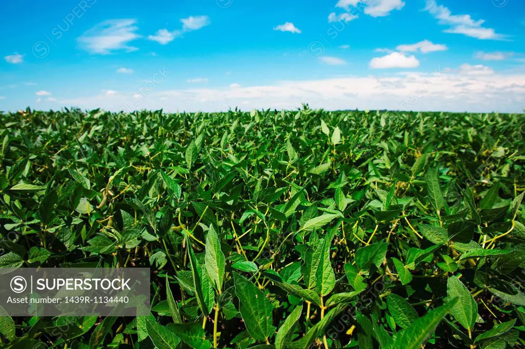 Soy field, Argentina