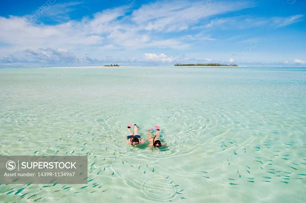 Mid adult couple snorkeling and looking at fish