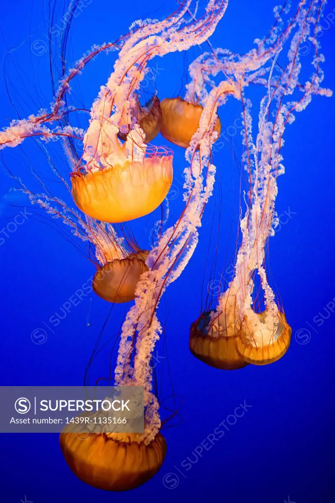 Sea nettle jellyfish