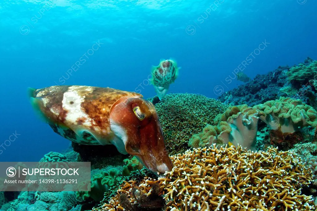 Cuttlefish lay eggs in coral