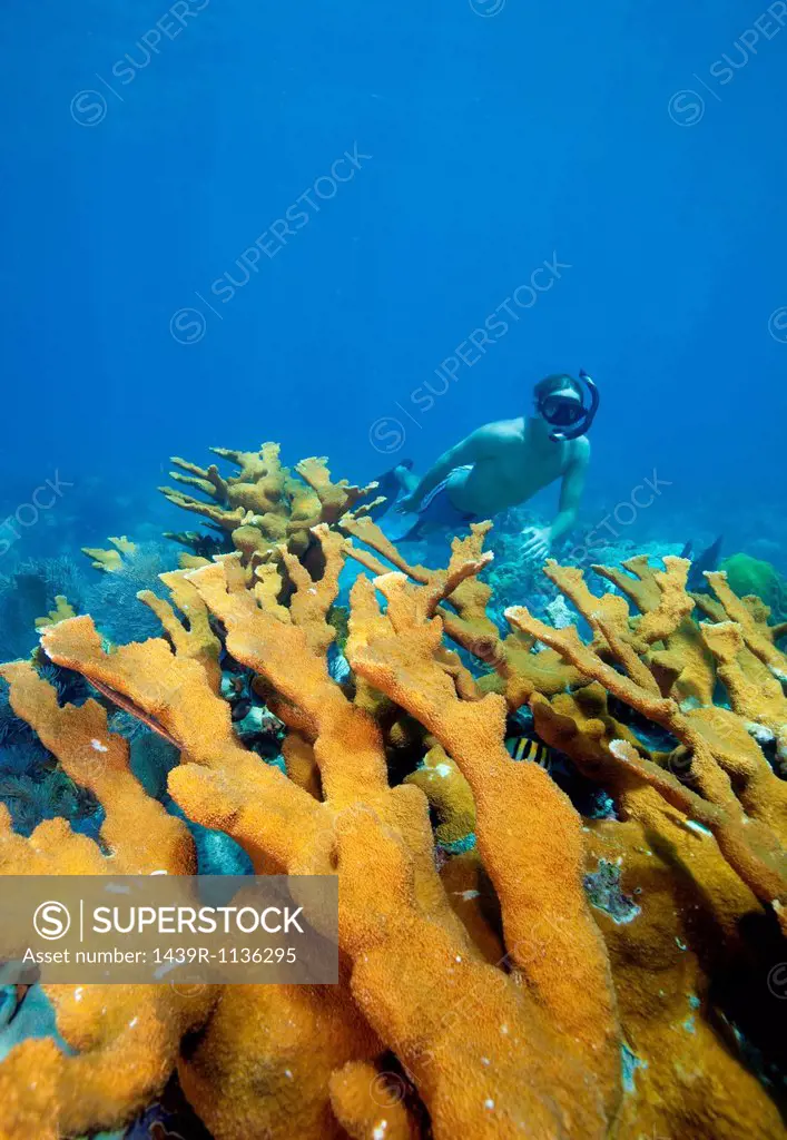 Male snorkeler on coral reef