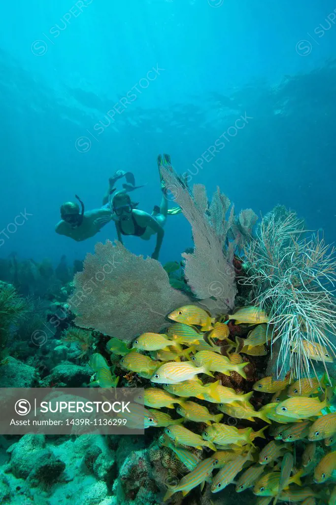 Couple snorkels on coral reef