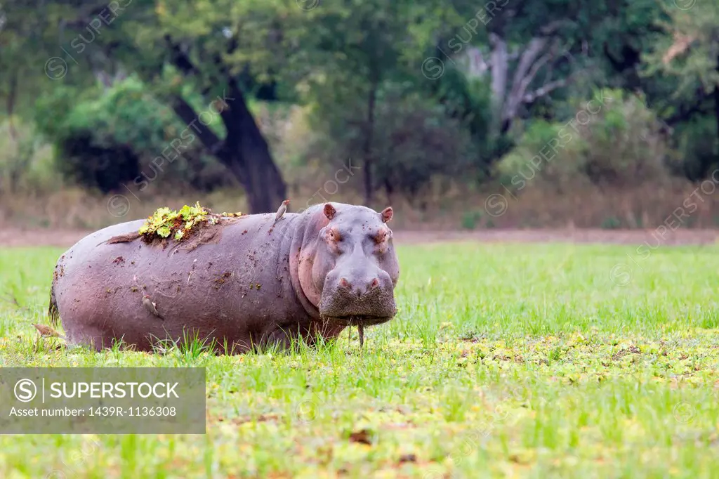 Grazing Hippopotamus