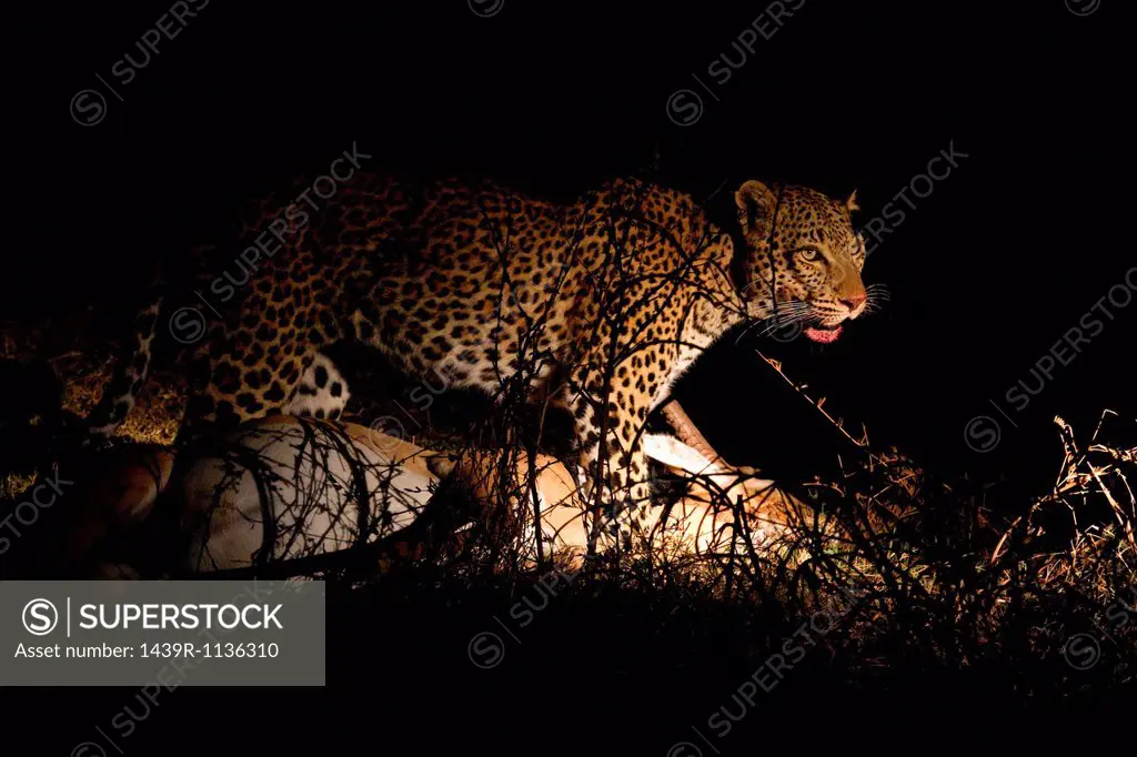 Leopard with fresh kill