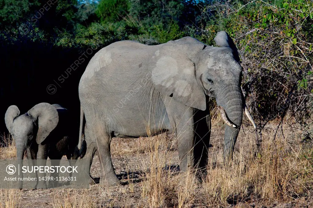Female and baby elephant