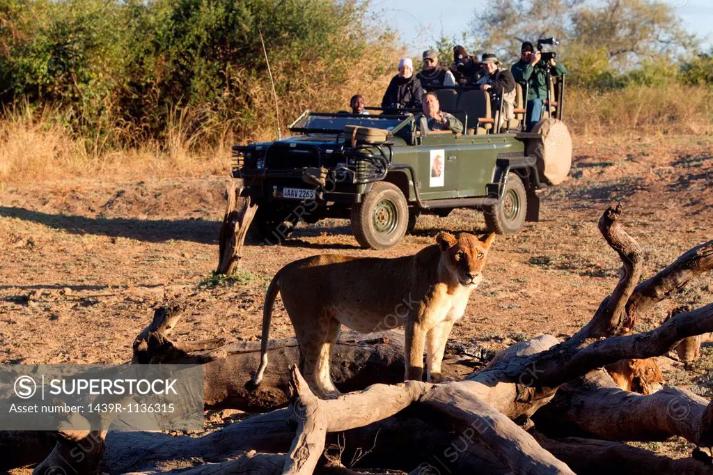 Tourists on safari view wildlife