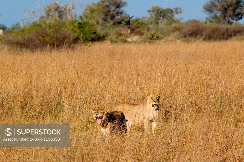 Lions on the African plains